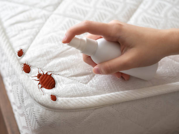 Wasp Removal Services in Hawkins, TX